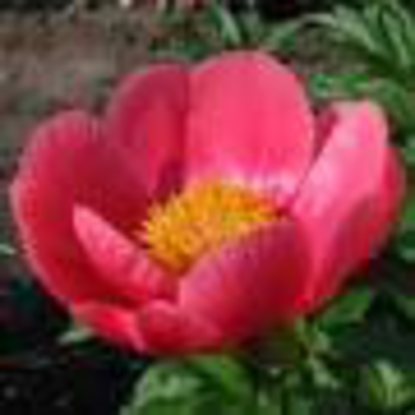 May Apple Peony 2-3 eye